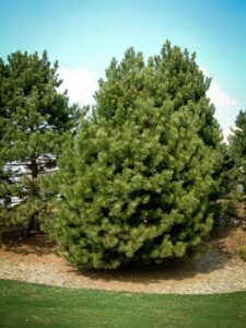 Сосна Чёрная (Pinus Nigra) купить по цене от 270.00р. в интернет-магазине «Посадика» с доставкой почтой в в Балаковое и по всей России – [изображение №1].