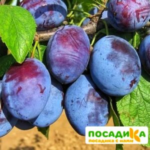 Слива Чачакская ранняя купить по цене от 229.00р. в интернет-магазине «Посадика» с доставкой почтой в в Балаковое и по всей России – [изображение №1].