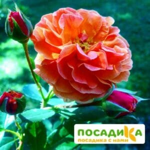 Роза Арабия купить по цене от 350.00р. в интернет-магазине «Посадика» с доставкой почтой в в Балаковое и по всей России – [изображение №1].