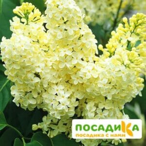 Сирень Примроуз (Primrose) купить по цене от 529.00р. в интернет-магазине «Посадика» с доставкой почтой в в Балаковое и по всей России – [изображение №1].