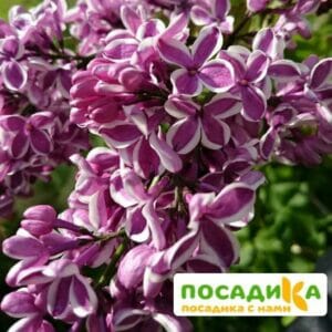 Сирень Сенсация купить по цене от 529.00р. в интернет-магазине «Посадика» с доставкой почтой в в Балаковое и по всей России – [изображение №1].