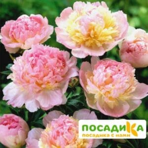 Пион Распберри Сандей (Paeonia Raspberry Sundae) купить по цене от 959р. в интернет-магазине «Посадика» с доставкой почтой в в Балаковое и по всей России – [изображение №1].