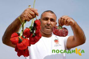 Клубника Гигант Джорнея купить по цене от 266р. в интернет-магазине «Посадика» с доставкой почтой в в Балаковое и по всей России – [изображение №1].