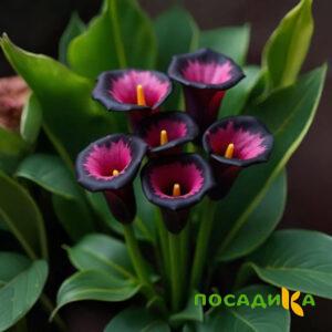 Калла Аура Лейс купить по цене от 400р. в интернет-магазине «Посадика» с доставкой почтой в в Балаковое и по всей России – [изображение №1].