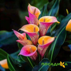 Калла Оникс купить по цене от 450р. в интернет-магазине «Посадика» с доставкой почтой в в Балаковое и по всей России – [изображение №1].