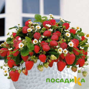 Клубника Рубиновый Шепот (горшечная) купить по цене от 240р. в интернет-магазине «Посадика» с доставкой почтой в в Балаковое и по всей России – [изображение №1].