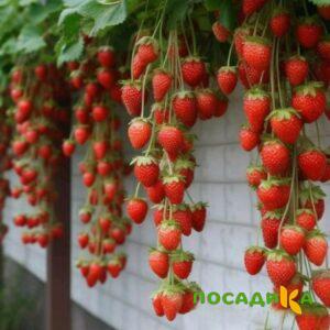 Клубника вьющаяся Комплимент купить по цене от 470р. в интернет-магазине «Посадика» с доставкой почтой в в Балаковое и по всей России – [изображение №1].