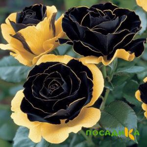 Роза Ханни Сикл купить по цене от 700р. в интернет-магазине «Посадика» с доставкой почтой в в Балаковое и по всей России – [изображение №1].