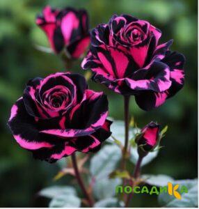 Роза Багровый Шепот купить по цене от 366р. в интернет-магазине «Посадика» с доставкой почтой в в Балаковое и по всей России – [изображение №1].