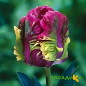 Тюльпан Экзотик Хэвен купить по цене от 186р. в интернет-магазине «Посадика» с доставкой почтой в в Балаковое и по всей России – [изображение №1].