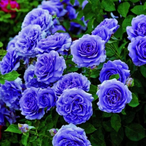 Роза Блю Мун купить по цене от 450р. в интернет-магазине «Посадика» с доставкой почтой в в Балаковое и по всей России – [изображение №1].