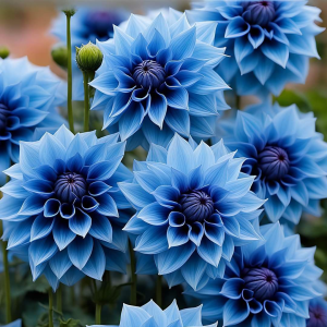 Георгин Вижапе купить по цене от 699р. в интернет-магазине «Посадика» с доставкой почтой в в Балаковое и по всей России – [изображение №1].