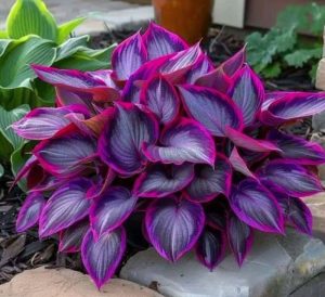 Хоста Сикрет Гарденс купить по цене от 549р. в интернет-магазине «Посадика» с доставкой почтой в в Балаковое и по всей России – [изображение №1].