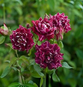 Роза Опаловый Пейзаж купить по цене от 490р. в интернет-магазине «Посадика» с доставкой почтой в в Балаковое и по всей России – [изображение №1].